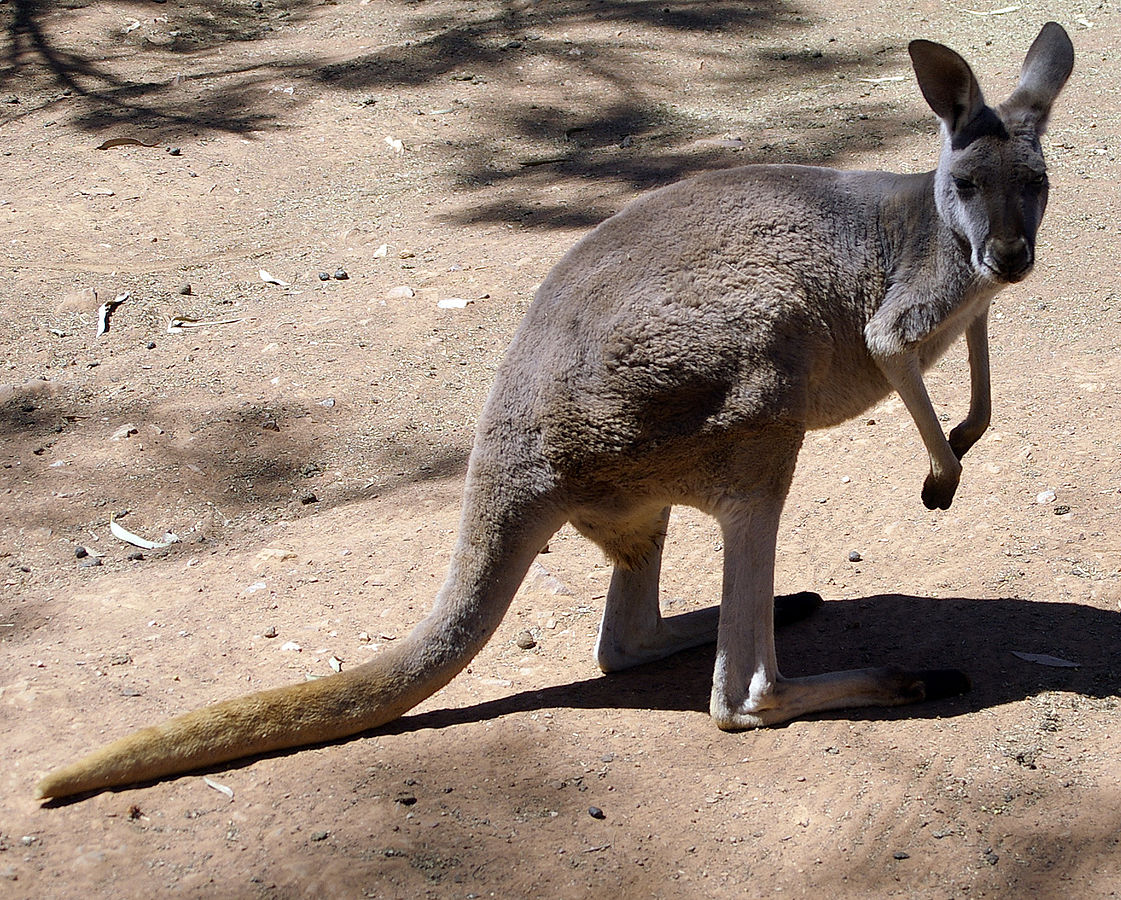 1121pxfemale_red_kangaroo_macropus_rufus User Unfriendly